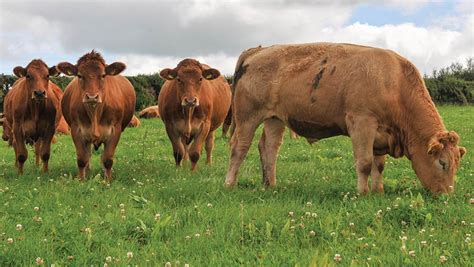 Analysis: Challenges threaten future of Welsh farming - Farmers Weekly