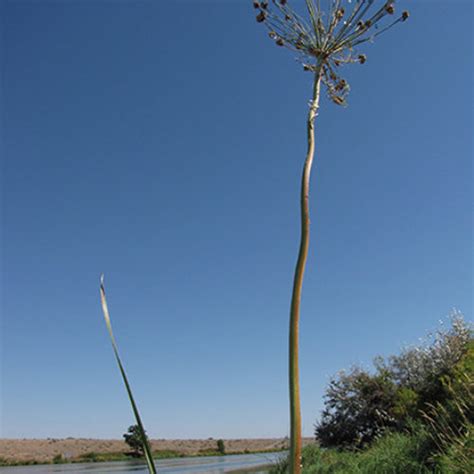 Washington State Noxious Weed Control Board