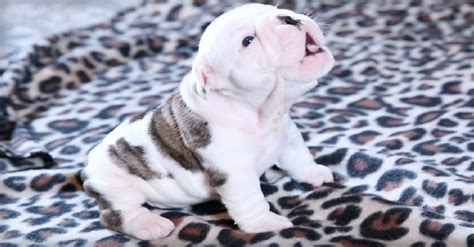 Wrinkly Bulldog Puppy’s Very First Howling Attempt Will Melt Your Heart!