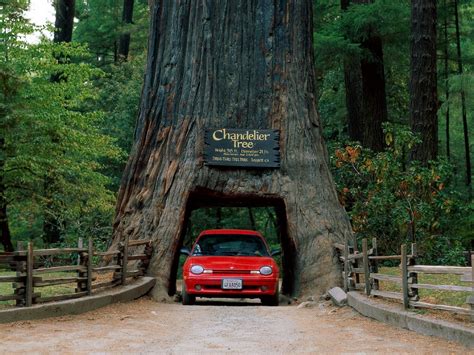 Fondos de pantalla : Árboles, bosque, naturaleza, coche, césped, la ...