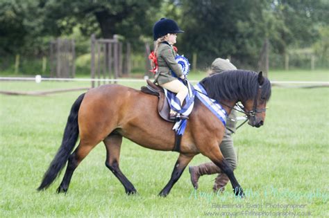 The Northern Dartmoor Pony Show