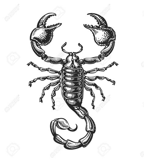 Realistic Scorpion Drawing at GetDrawings | Free download