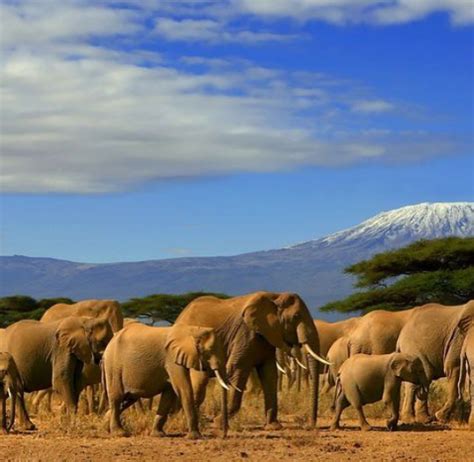 DAY TRIP TO MOUNT KILIMANJARO - Perfect Wilderness