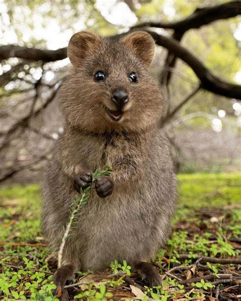 Quokka The Quokka a small kangaroo native to We #Australia #Kangaroo #native #Quokka #small # ...