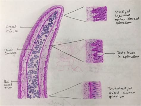 Epiglottis | Histology slides, Projects to try, Save