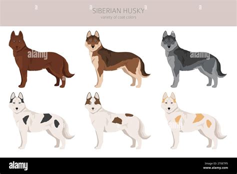 Siberian Husky puppy clipart. All coat colors set. All dog breeds characteristics infographic ...