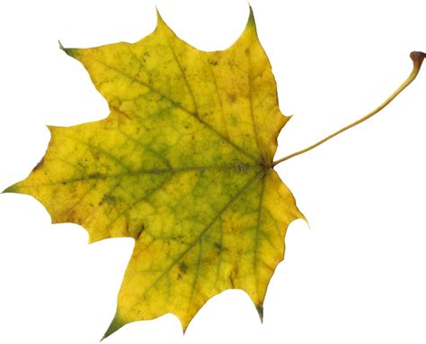 10 Maple Leaves (PNG Transparent) | OnlyGFX.com