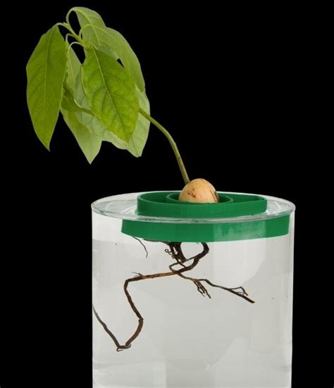 Avocado Tree Growing Kit - Oh The Things You Can Buy