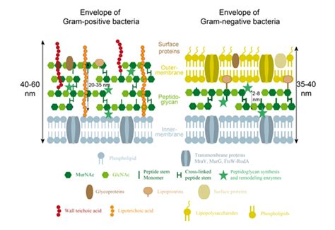 Peptidoglycan Structure In Gram Positive Bacteria