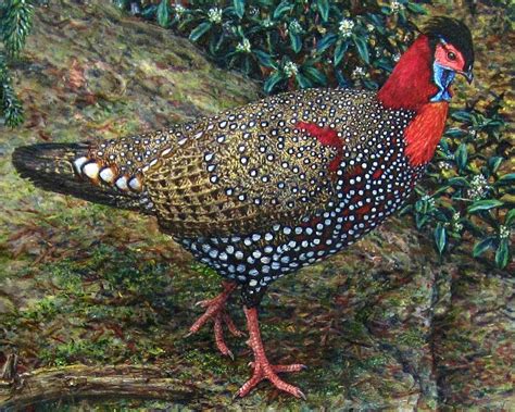 WESTERN TRAGOPAN PHEASANT - DETAIL by AllanSutherland on DeviantArt