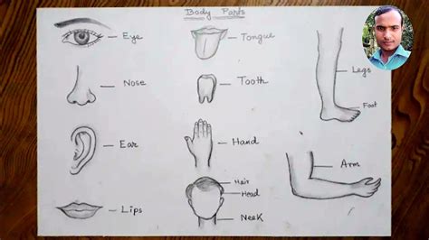 body parts simple drawing Online Sale, UP TO 64% OFF