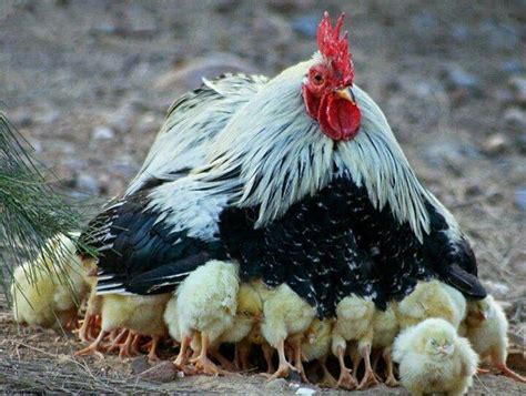 Like A Hen Protects Her Chicks Beneath Her Wings | Fusion Street Ministries