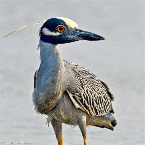 GALVESTON.COM: Galveston, Texas Birding | Sea birds, Bird, Beautiful birds