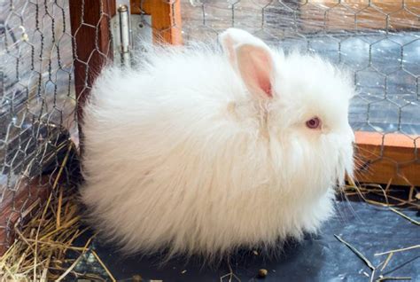 Satin Angora Rabbit: Pictures, Care Guide, Lifespan & Traits | Hepper