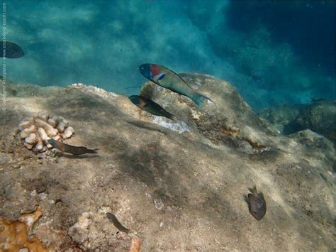 Snorkeling in Ke'e Beach, Kauai | Snorkeling in Hawaii