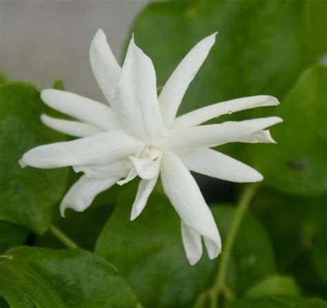 Rare Fragrant Arabian Jasmine ~ Jasminum Sambac ~ 'Belle of India ...