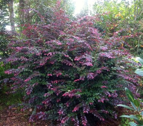 Loropetalum Chinense | Loropetalum chinense brightens up that dull corner of the garden ...