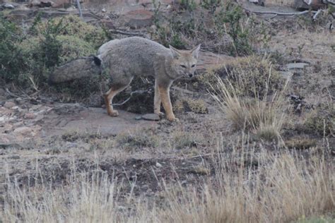 geno's blog: Torres del Paine - Wildlife