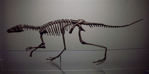Pin on Basal Archosaurimorphs