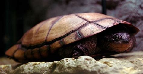 African Sideneck Turtle Information and Pictures - PetGuide | PetGuide