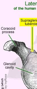 Supraglenoid tubercle