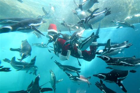Viewfinder: Swimming With Santa—and Penguins - Pacific Standard
