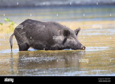 California Wild Boar/ Feral Pig Hybrid. The Spanish and Russians ...