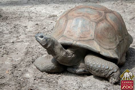 Aldabra Giant Tortoise - ZooTampa at Lowry Park