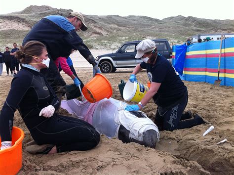 Strandings & Rescue | Marine Connection