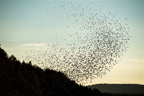 Flock of swarming birds (brambling/bjørkefink) at dusk – Photography ...