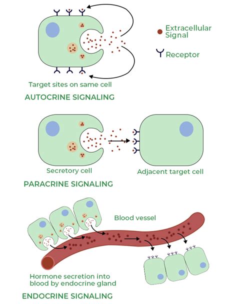 Paracrine Signaling - Definition, Properties, Mechanism, Examples