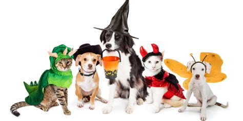 Halloween Pet Costume Safety Guide | Pet Safety Tips