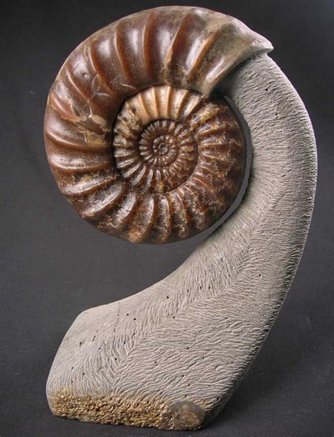 UK fossils including British ammonites - Fossils Direct