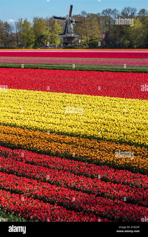 Keukenhof gardens with windmill. Flowering tulips, tulip fields surrounding the Keukenhof Flower ...