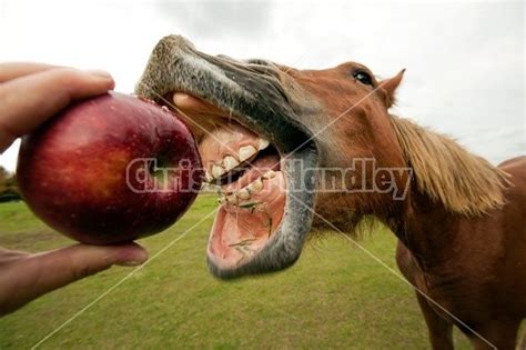 Horse eating apple | Horses, Apple photo, Equines