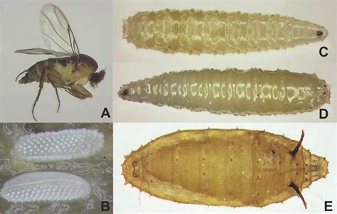 Does Megaselia Scalaris (Diptera: Phoridae) Have Potential as a Biological Control Agent of Fall ...