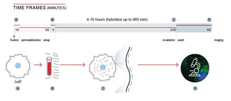 RNA FISH for long non-coding RNA | LGC Biosearch Technologies