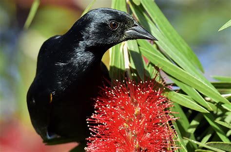 Birds of Cuba – An Internet Field Guide to Rare Cuban Birds