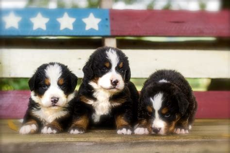 Bernese Mountain Dog - Training Canines