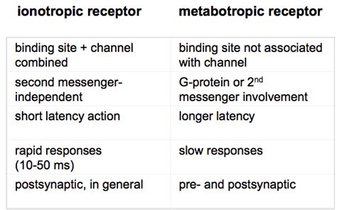 The Plastic Brain: Ionotropic versus Metabotropic Receptors