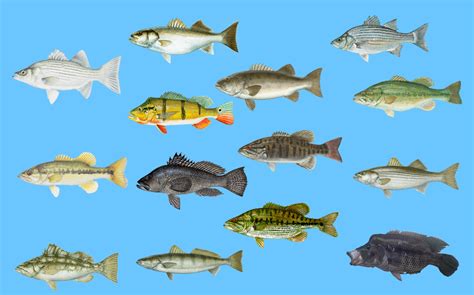 Types of Bass in North America: Black, White, Striped, & More