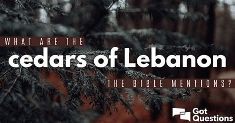 What are the cedars of Lebanon the Bible mentions? | GotQuestions.org