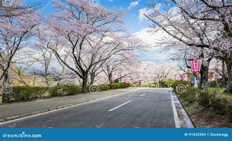 Road With Sakura Trees At Funaoka Castle Ruins Park, Sendai, Japan ...