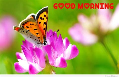 good morning butterfly photo | Good morning wallpaper, Butterfly photos ...