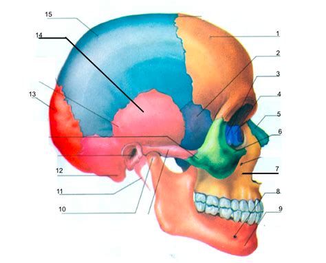 Axial Skeleton Labeling Quiz Side View Skull Diagram | Quizlet