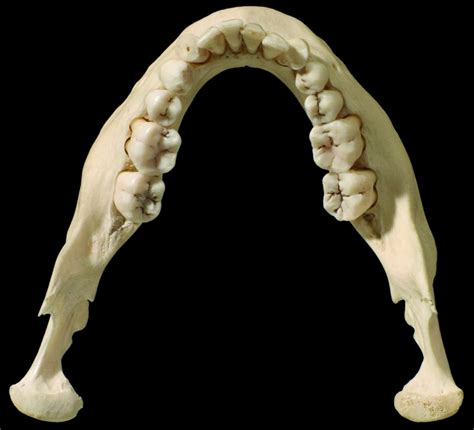 Mandible - Learn Muscles