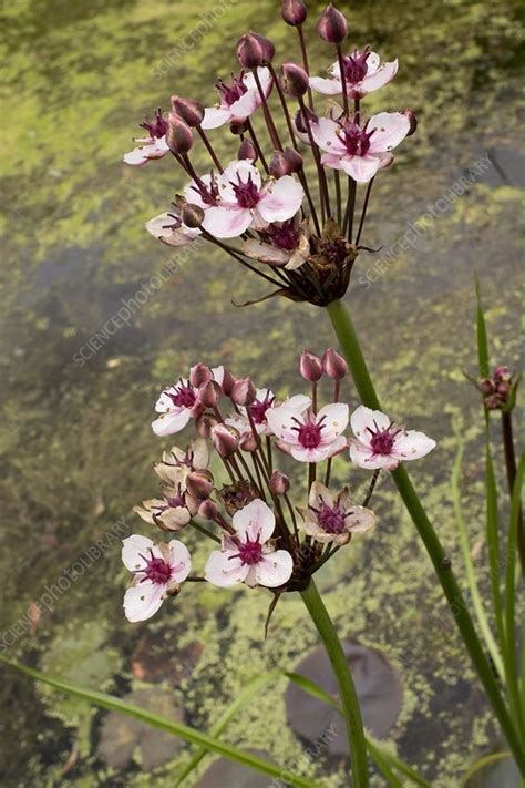 Flowering-rush (Butomus umbellatus) - Stock Image - C016/3605 - Science ...