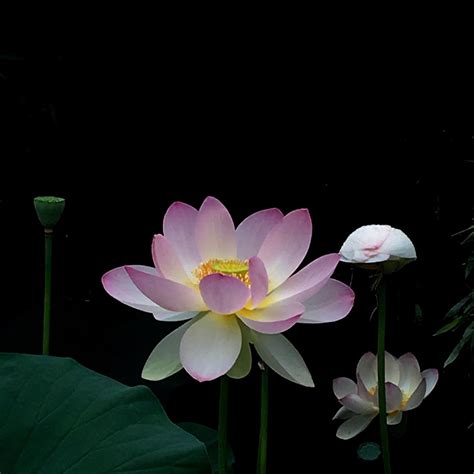 Lotus Garden from Grounds for Sculpture, NJ | Troika33 | Flickr