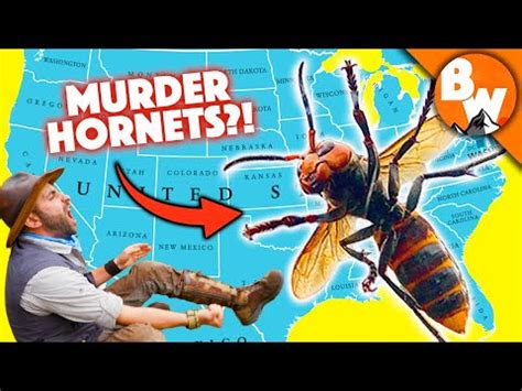 MURDER HORNET MADNESS! - 10 Things You NEED to know! | Murder Hornet Invasion | Know Your Meme