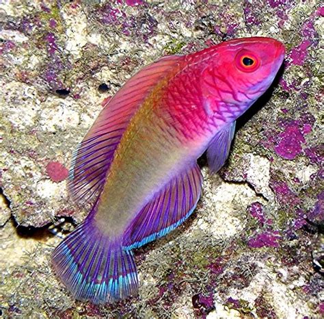 Top 5 Most Favorite Fairy wrasse... | REEF2REEF Saltwater and Reef Aquarium Forum